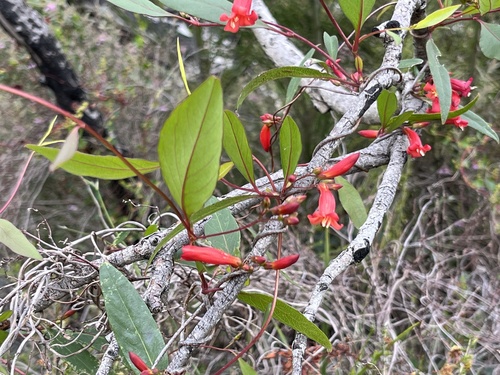 Marianthus erubescens, photograph 2