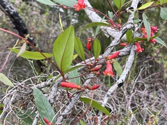 Marianthus erubescens, photograph dizzyurid, CC BY, iNaturalist via GBIF
