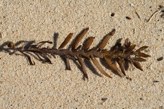 Carpophyllum maschalocarpum