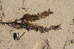 Carpophyllum maschalocarpum