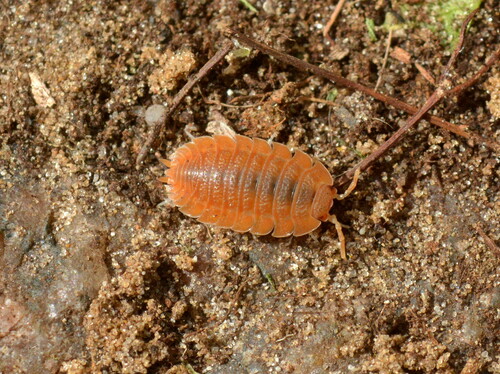 Common rough woodlouse