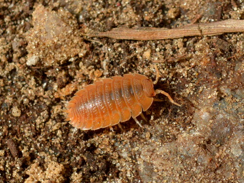 Giant Canyon Woodlouse photo 4