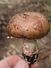 Agaricus brunneofibrillosus