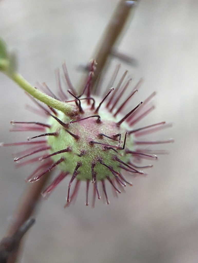 Krameria paucifolia