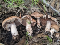 Agaricus brunneofibrillosus