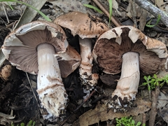 Agaricus brunneofibrillosus