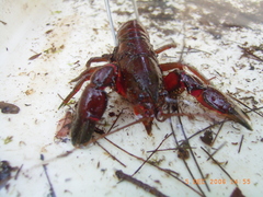 Euastacus