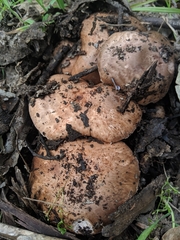 Agaricus brunneofibrillosus