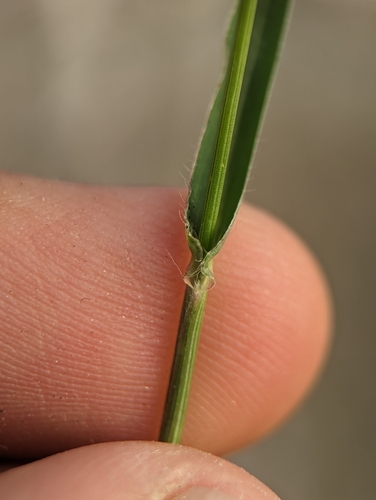 Image of Urochloa arizonica by (c) Abraham Sánchez Romero, some rights reserved (CC BY)