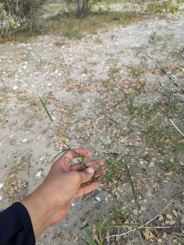 Image of Urochloa arizonica by (c) Abraham Sánchez Romero, some rights reserved (CC BY)