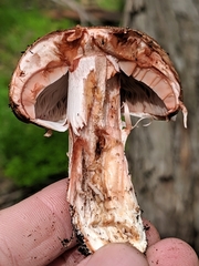 Agaricus brunneofibrillosus