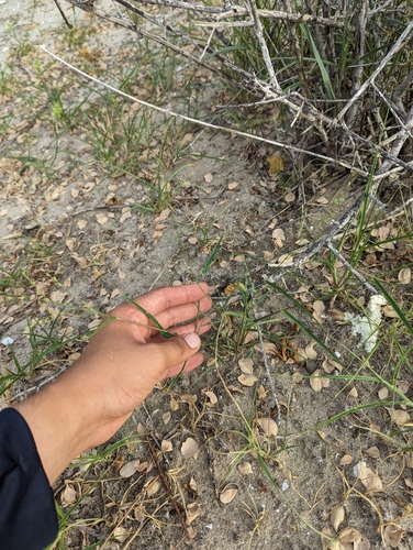 Image of Urochloa arizonica by (c) Abraham Sánchez Romero, some rights reserved (CC BY)