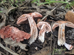 Agaricus brunneofibrillosus