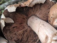Agaricus brunneofibrillosus
