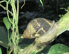 Hemibulimus dennisoni