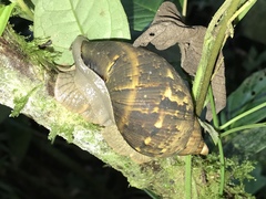 Hemibulimus dennisoni