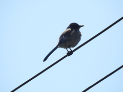 Aphelocoma californica