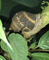 Hemibulimus dennisoni