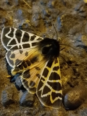 Apantesis nevadensis