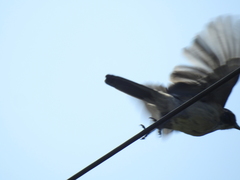 Aphelocoma californica