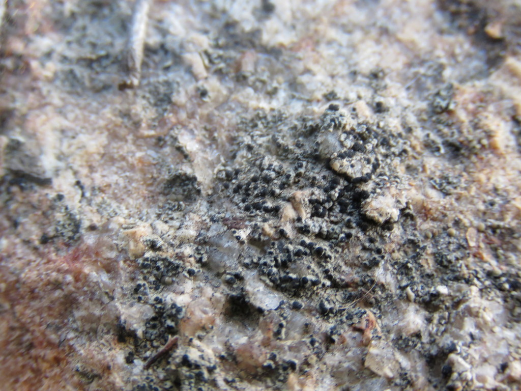 Buellia abstracta