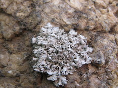 Physcia tribacia