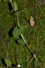 Aristolochia paucinervis
