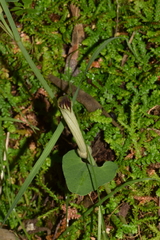 Aristolochia paucinervis