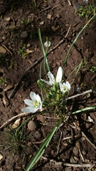 Ornithogalum montanum