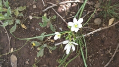 Ornithogalum montanum