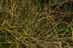 Carex divulsa divulsa