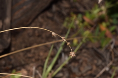 Carex divulsa divulsa