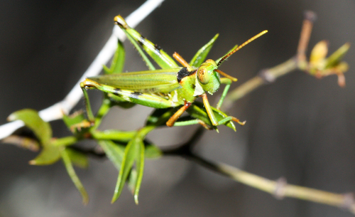 Creosote Bush Grasshopper photo 6