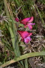 Gladiolus italicus