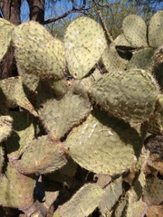 Opuntia hyptiacantha
