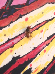 Copestylum isabellina