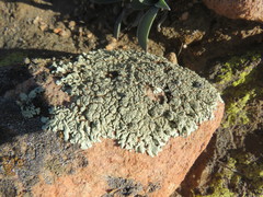 Xanthoparmelia maricopensis