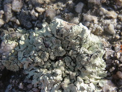 Xanthoparmelia maricopensis