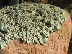 Xanthoparmelia maricopensis