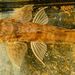 Goatee Whiptail Catfish - Photo (c) karsten_s, some rights reserved (CC BY), uploaded by karsten_s