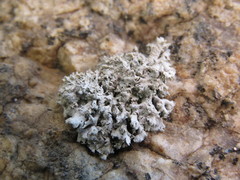 Physcia tribacia