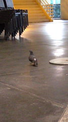 Columba livia domestica