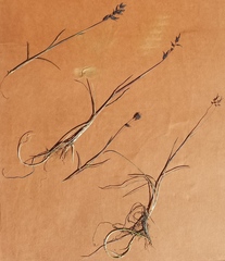Poa pratensis colpodea