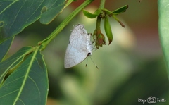 Symbiopsis lenitas