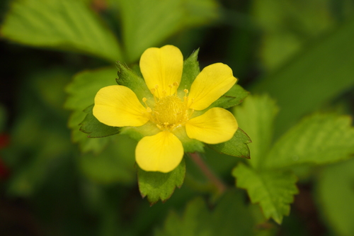 Lesser Mock-strawberry