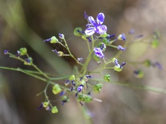 Pasithea caerulea