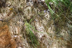 Pasithea caerulea