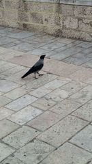 Corvus cornix