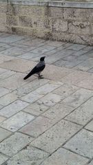 Corvus cornix