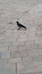 Corvus cornix